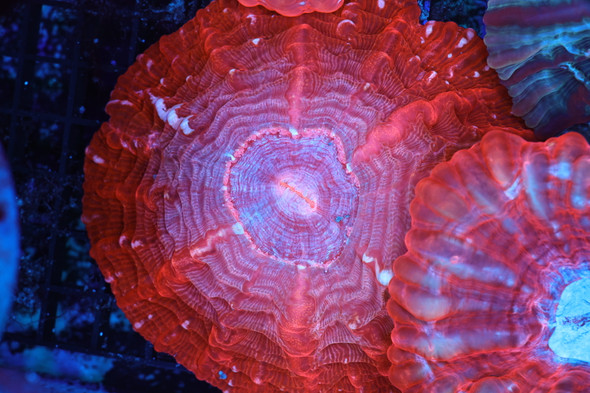 Magenta Cynarina Coral WYSIWYG - SAQ Coral Farm