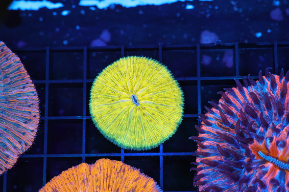 Lemon Lime Plate Coral WYSIWYG - SAQ Coral Farm