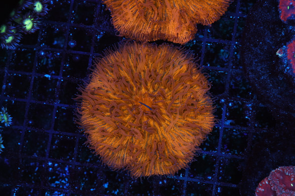 Molten Orange Plate Coral WYSIWYG - SAQ Coral Farm