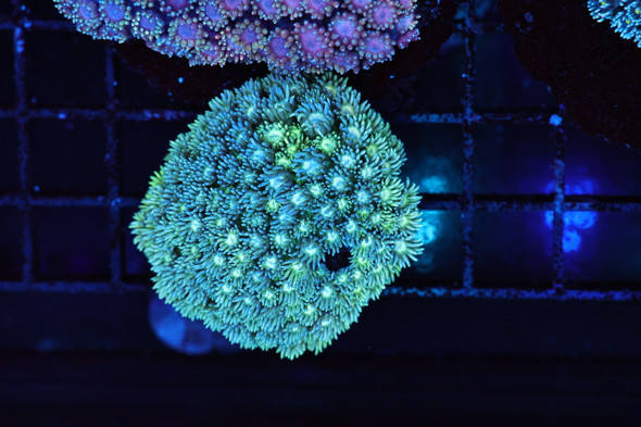 Green Forest Goniopora WYSIWYG - SAQ Coral Farm