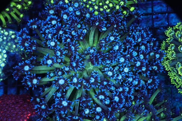 Green And Blue Goniopora Colony WYSIWYG - SAQ Coral Farm