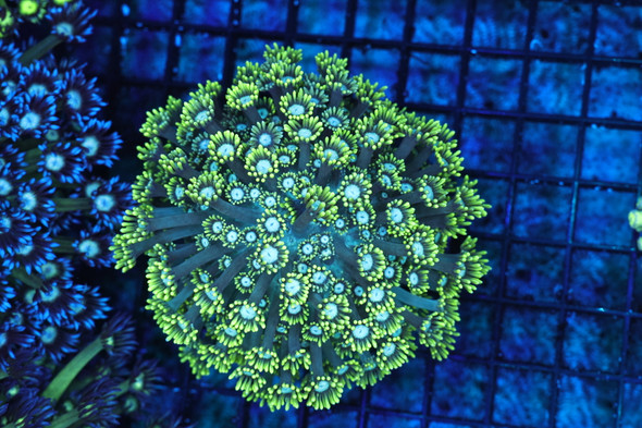 Green Goniopora Colony WYSIWYG - SAQ Coral Farm