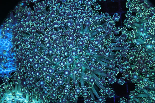 Green Goniopora Colony WYSIWYG - SAQ Coral Farm