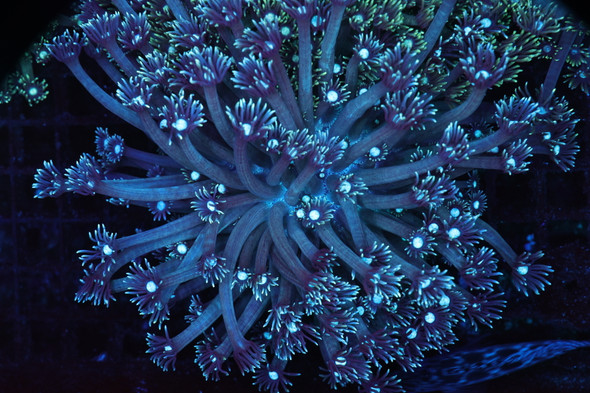 Blue Goniopora Colony WYSIWYG - SAQ Coral Farm