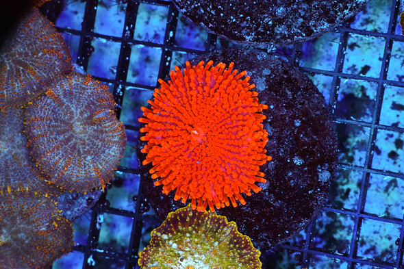 Bam Ricordea Mushroom WYSIWYG - SAQ Coral Farm