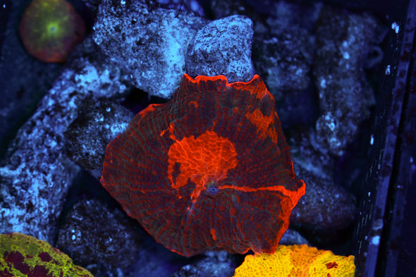 Darth Maul Jawbreaker Disco Mushroom WYSIWYG - SAQ Coral Farm