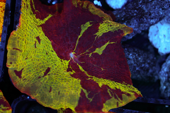 2FACE Jawbreaker Disco Mushroom WYSIWYG - SAQ Coral Farm