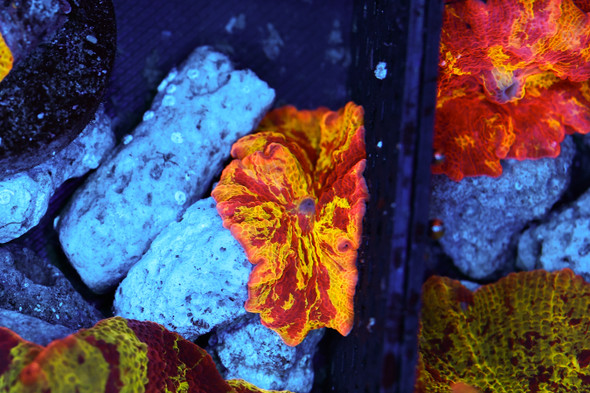 Molten Jawbreaker Disco Mushroom WYSIWYG - SAQ Coral Farm