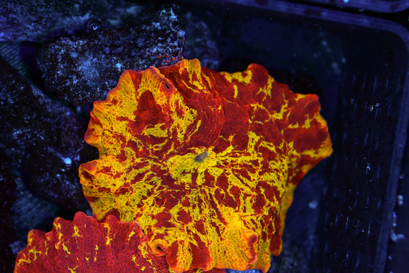 Lava Lamp Jawbreaker Disco Mushroom WYSIWYG - SAQ Coral Farm