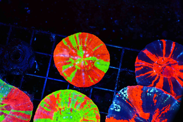 Hyper Bleeding Apple Scoly WYSIWYG - SAQ Coral Farm