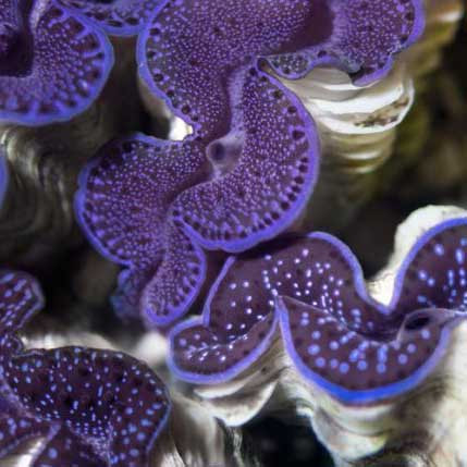 Aquacultured First Grade Maxima Clam - 2" (Tridacna maxima) - ORA