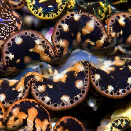 Aquacultured Ultra Gold Maxima Clam - 2" (Tridacna maxima) - ORA