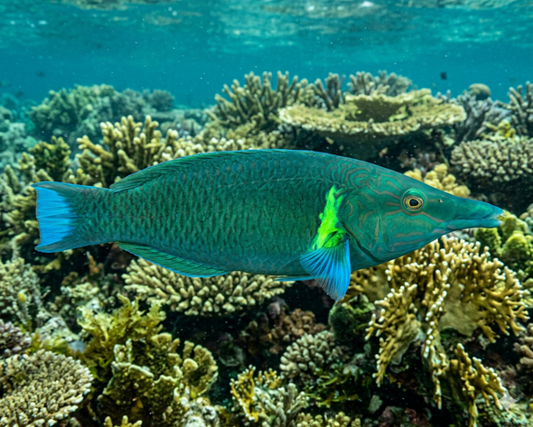 Green Bird Wrasse(Gomphosus varius) Large - SAQ Chicago Fish