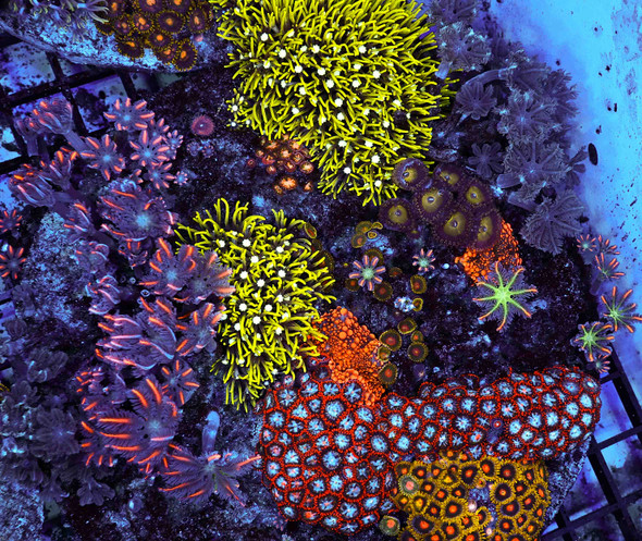 XL Multi-Zoanthid Soft Coral Combo Rock WYSIWYG - SAQ Coral Farm