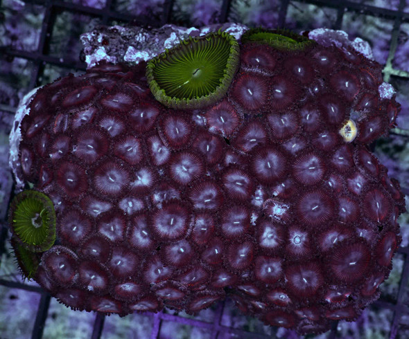Multi-Zoanthid Purple Rock WYSIWYG - SAQ Coral Farm
