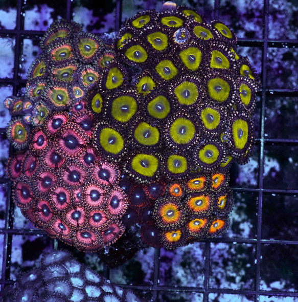 Multi-Zoanthid Rock WYSIWYG - SAQ Coral Farm
