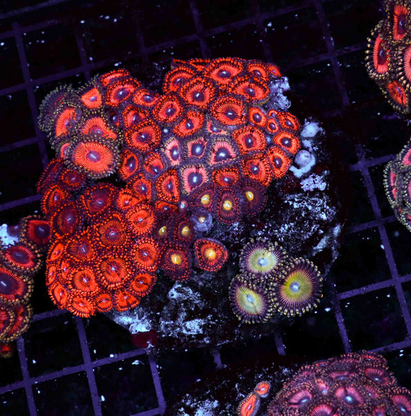 Multi-Zoanthid Rock WYSIWYG - SAQ Coral Farm