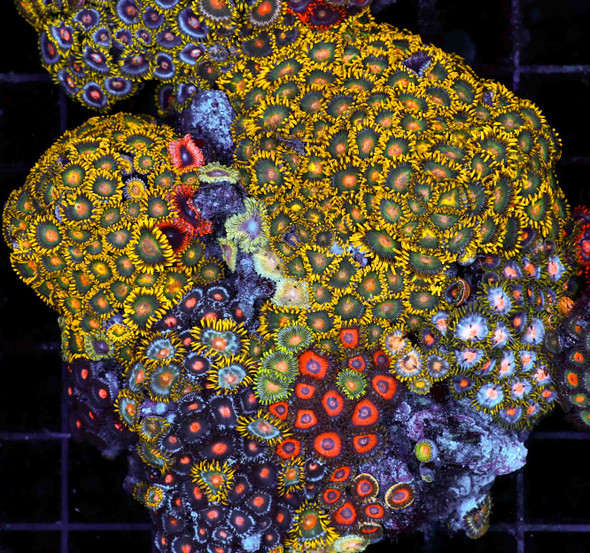 Multi-Zoanthid Rock WYSIWYG - SAQ Coral Farm
