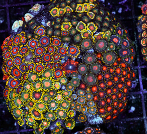 Multi-Zoanthid Rock WYSIWYG - SAQ Coral Farm