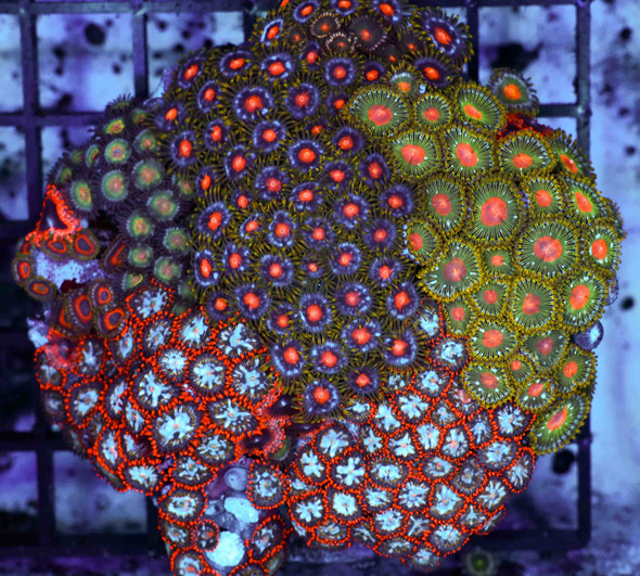 Multi-Zoanthid Rock WYSIWYG - SAQ Coral Farm