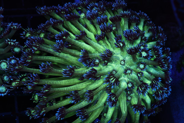 Green And Blue Tip Goniopora Colony WYSIWYG - SAQ Coral Farm