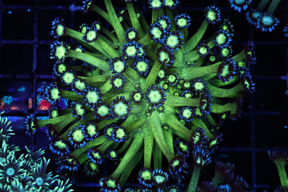 Green And Blue Tip Goniopora Colony WYSIWYG - SAQ Coral Farm