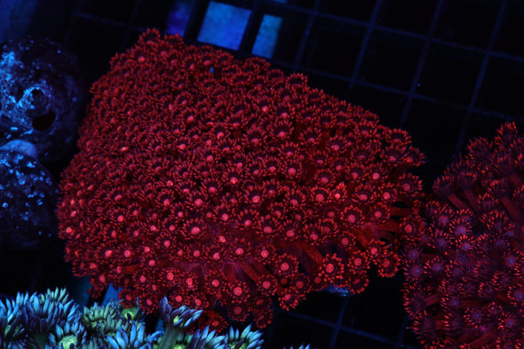 XL Ruby Red Goniopora Colony WYSIWYG - SAQ Coral Farm