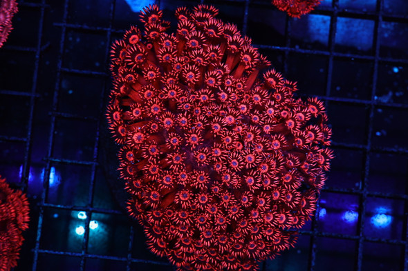 Darth Maul Goniopora Colony WYSIWYG - SAQ Coral Farm