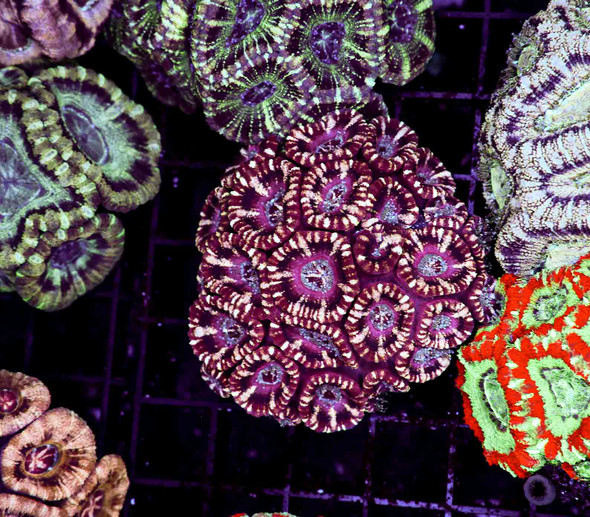 Purple Dream Asian Acan Colony WYSIWYG - SAQ Coral Farm