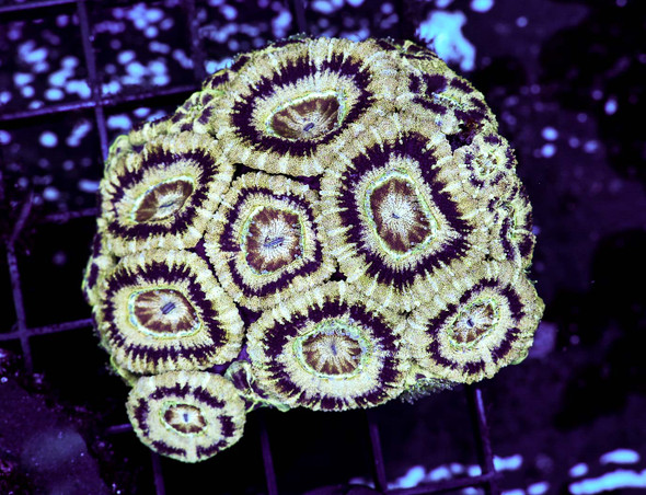 Bone Yard Asian Acan Colony WYSIWYG - SAQ Coral Farm