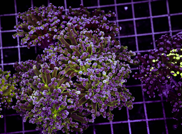 Powder Purple Frogspawn Colony WYSIWYG - SAQ Coral Farm
