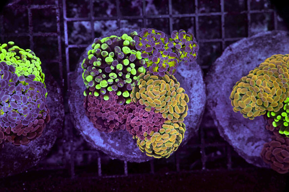 Hammer Garden Colony WYSIWYG - SAQ Coral Farm