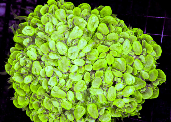 LG Neon Green Bubble Coral WYSIWYG - SAQ Coral Farm