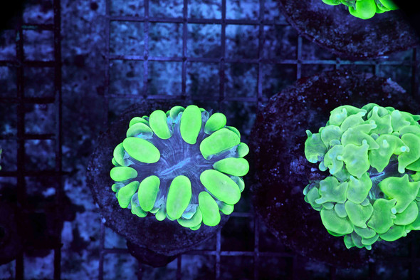 Neon Green Cabbage Leather Coral (3/4