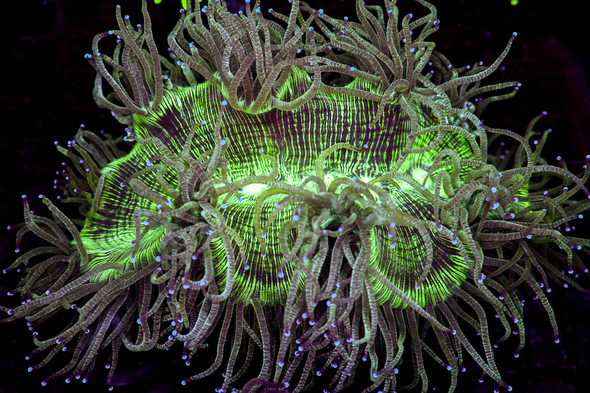 Green And Purple Elegance Coral WYSIWYG - SAQ Coral Farm