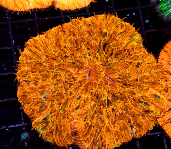 Inferno Fungia Plate WYSIWYG - SAQ Coral Farm