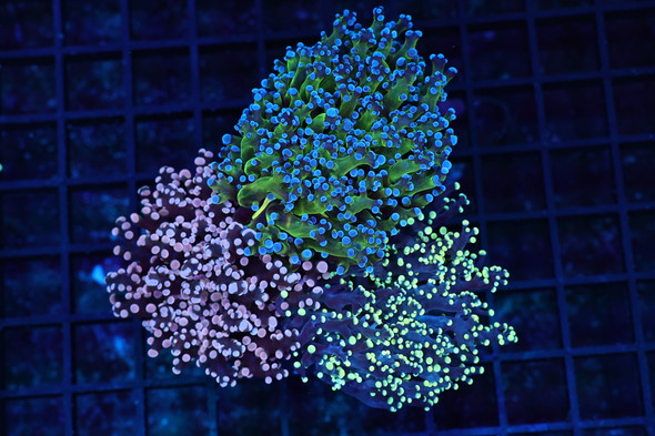 Frogspawn Garden Colony WYSIWYG - SAQ Coral Farm