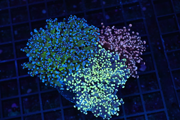 Frogspawn Garden Colony WYSIWYG - SAQ Coral Farm