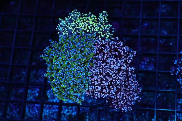 Copy of Frogspawn Garden Colony WYSIWYG - SAQ Coral Farm