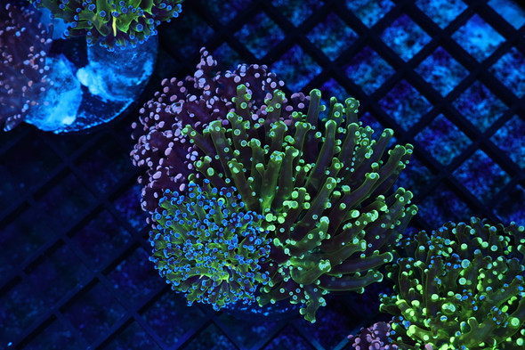 Frogspawn Garden Colony WYSIWYG - SAQ Coral Farm
