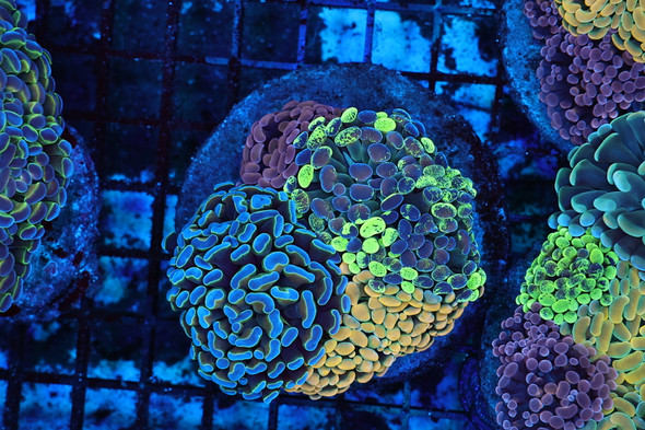 Hammer Garden Colony WYSIWYG - SAQ Coral Farm