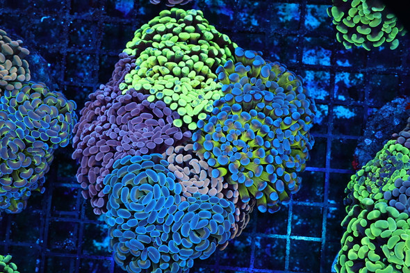 Hammer Garden Colony WYSIWYG - SAQ Coral Farm