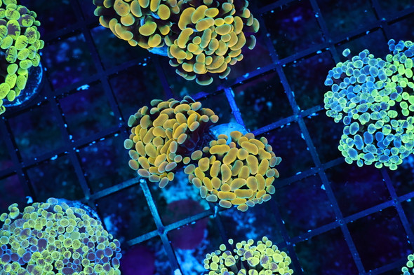 Gold Hammer WYSIWYG - SAQ Coral Farm
