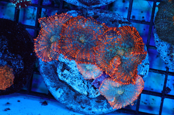 Orange Rhodactis Mushroom Rock WYSIWYG - SAQ Coral Farm