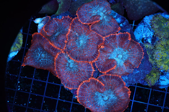 Orange Rhodactis Mushroom Rock WYSIWYG - SAQ Coral Farm