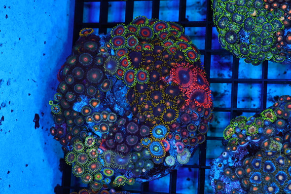 Multi-Zoanthid Rock WYSIWYG - SAQ Coral Farm