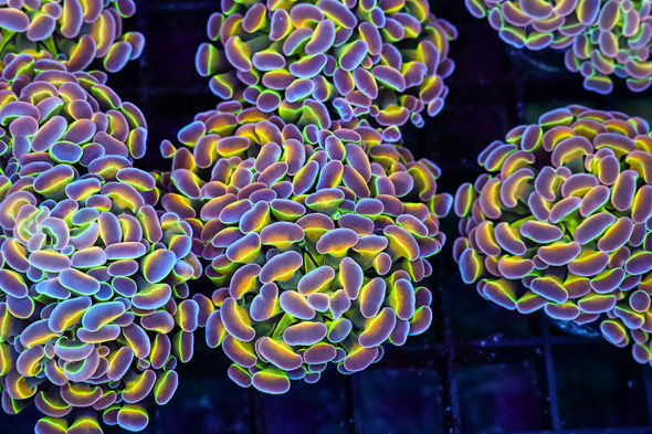 Tutti-Frutti Hammer WYSIWYG - SAQ Coral Farm