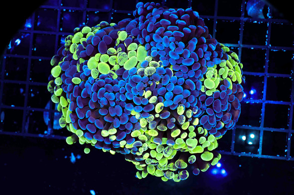 LG Splatter Hammer Colony WYSIWYG - SAQ Coral Farm