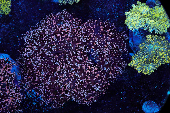 LG Purple Frogspawn Colony WYSIWYG - SAQ Coral Farm