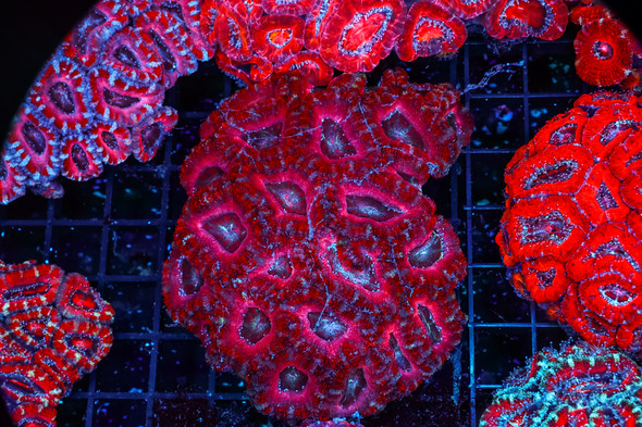 Red Acan Colony WYSIWYG - SAQ Coral Farm